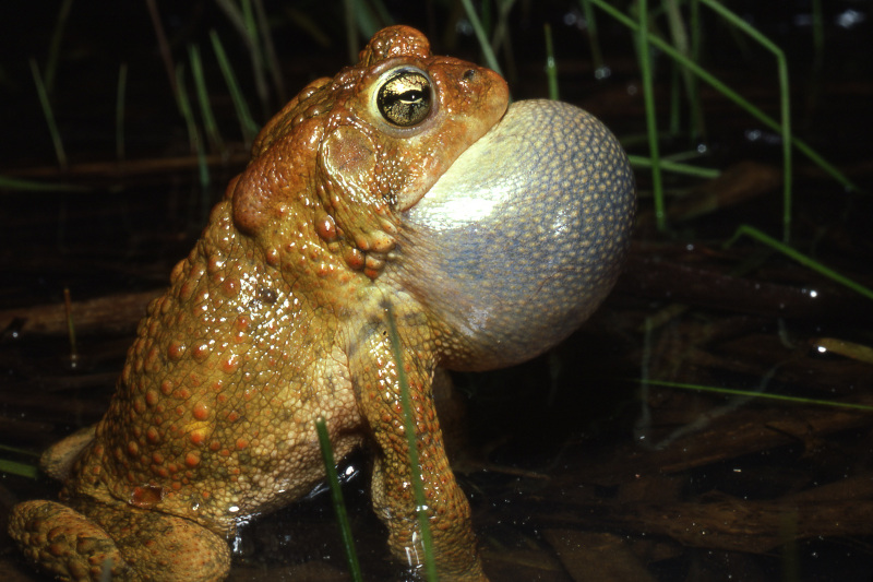 American toad (Anaxyrus americanus). American toad (Anaxyrus americanus). Credit: Jack Ray